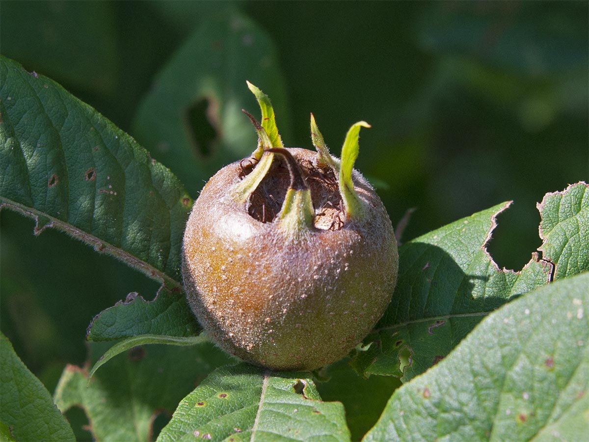 Mespilus germanica